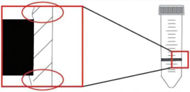 Partially Enlarged Diagram of Lymphocyte Separation Tube for Human Peripheral Blood