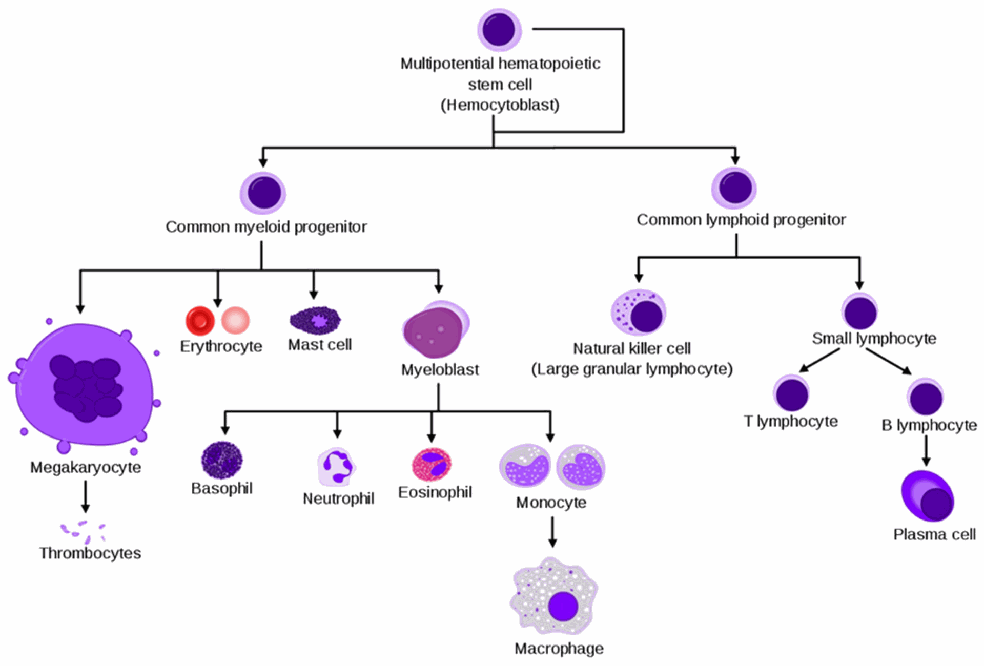  Simplified hematopoiesis hierarchy (Courtesy of Wikipedia).