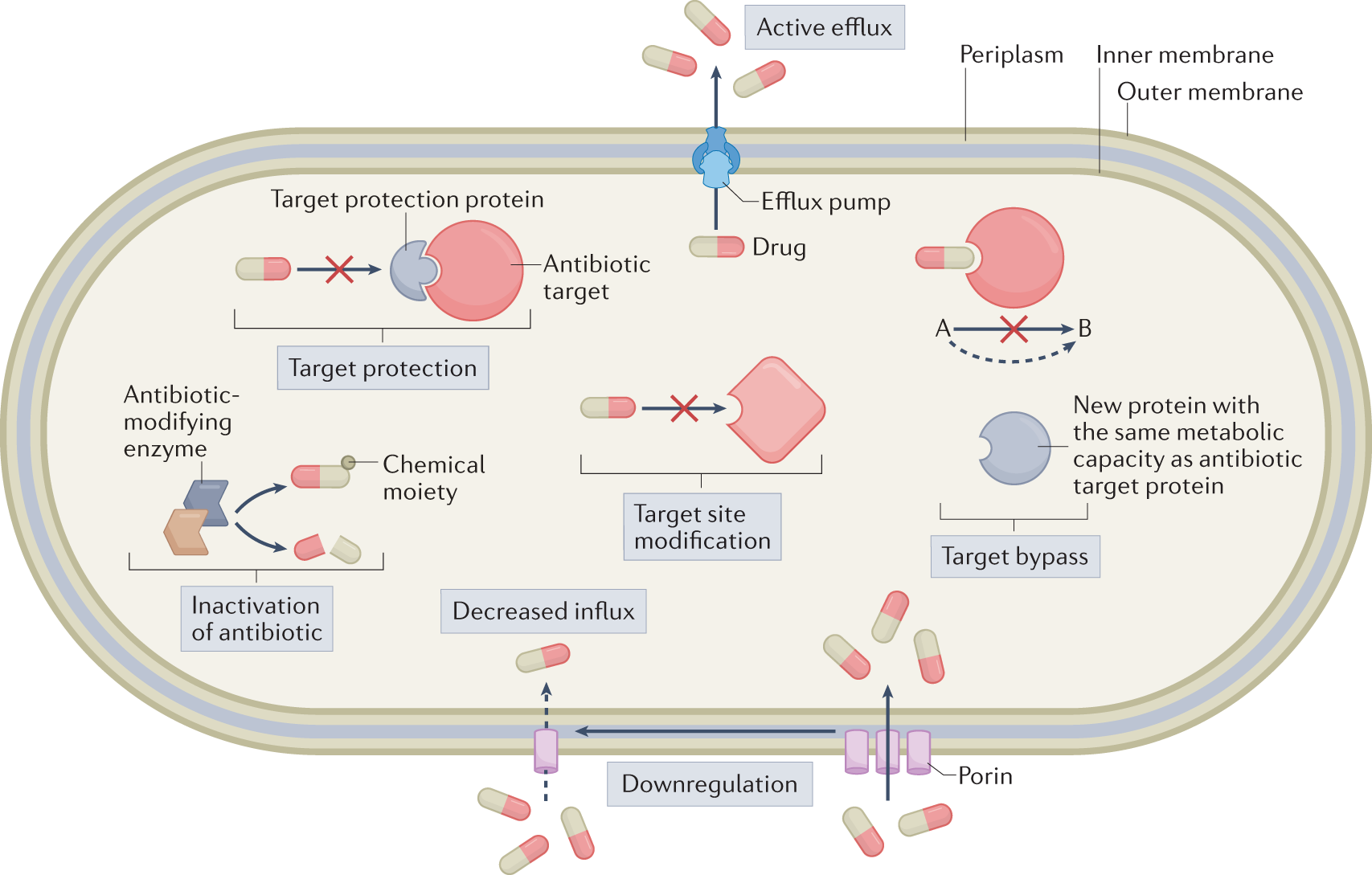 Molecular mechanisms of antibiotic resistance revisited