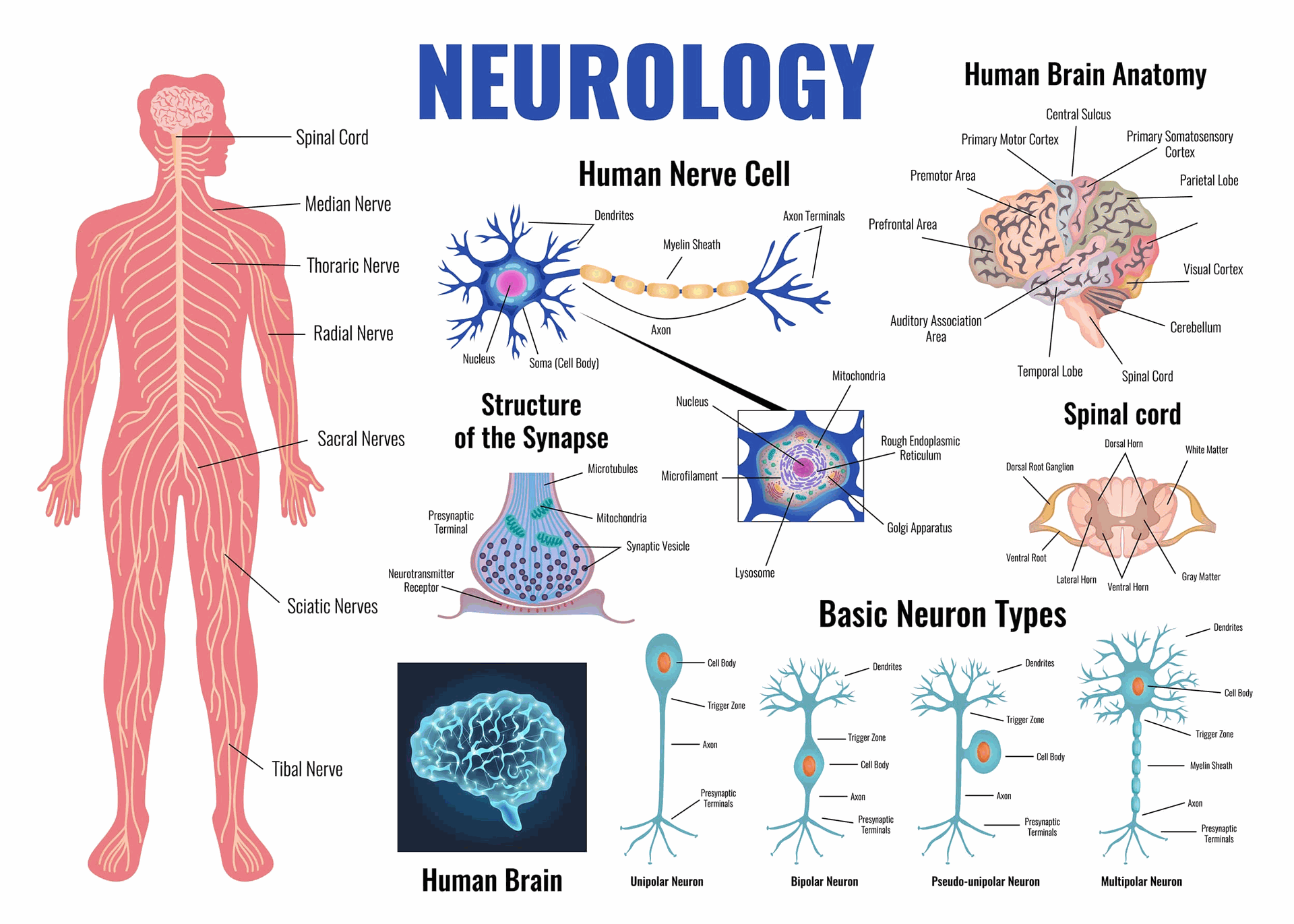 What is Neuroscience In Psychology?