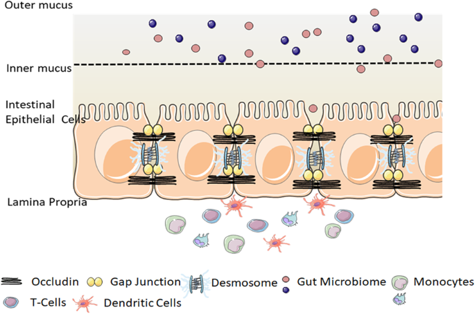 Mechanisms regulating intestinal barrier integrity and its pathological implications | Experimental & Molecular Medicine