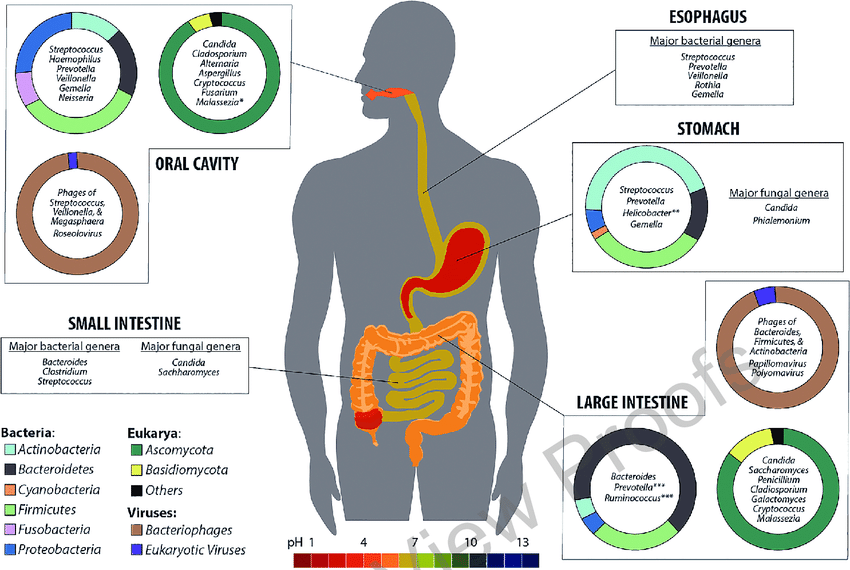 Microbiome composition of Bacteria