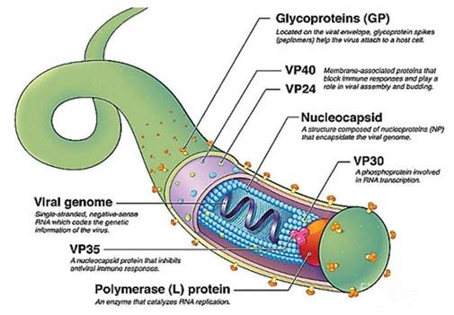 Structure of Ebola virus