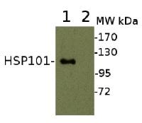 [0451-AS07 253] HSP101 | ClpB heat shock protein, N-terminal (rabbit antibody)